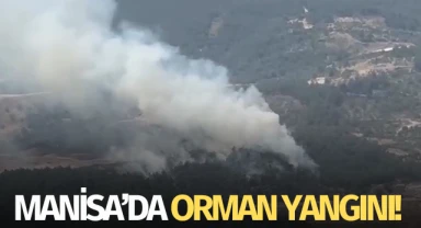 Manisa'da orman yangını!