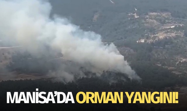 Manisa'da orman yangını!