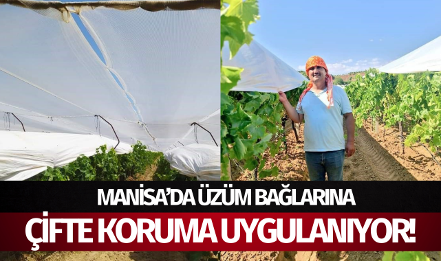 Manisa'da üzüm bağlarına çifte koruma