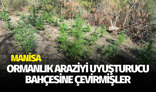 Ormanlık araziyi uyuşturucu bahçesine çevirmişler