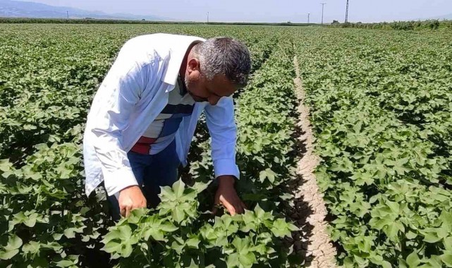 Pamuk üreticilerine yeşil kurt uyarısı