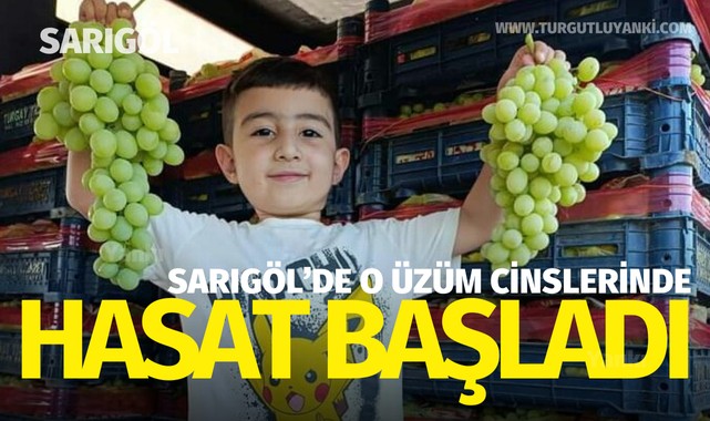 Sarıgöl'de erkenci üzüm cinslerinde hasat