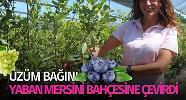 Üzüm bağını yaban mersini bahçesine çevirdi