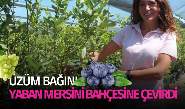 Üzüm bağını yaban mersini bahçesine çevirdi