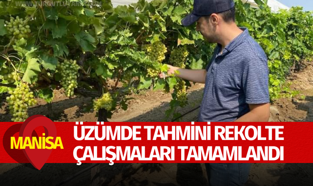 Üzümde tahmini rekolte çalışmaları tamamlandı