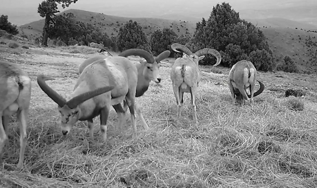 Anadolu yaban koyunları fotokapana takıldı