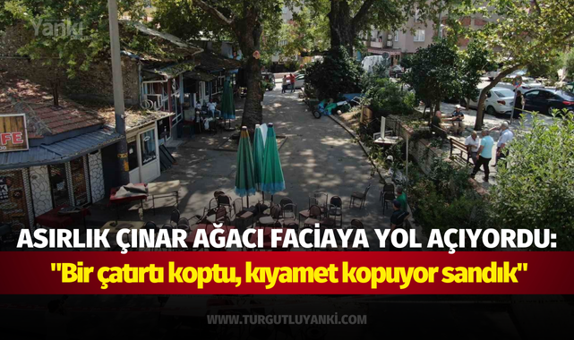 Asırlık çınar ağacı faciaya yol açıyordu: "Bir çatırtı koptu, kıyamet kopuyor sandık"