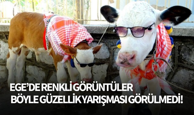 Buzağı Güzellik Yarışması'nda renkli görüntüler oluştu