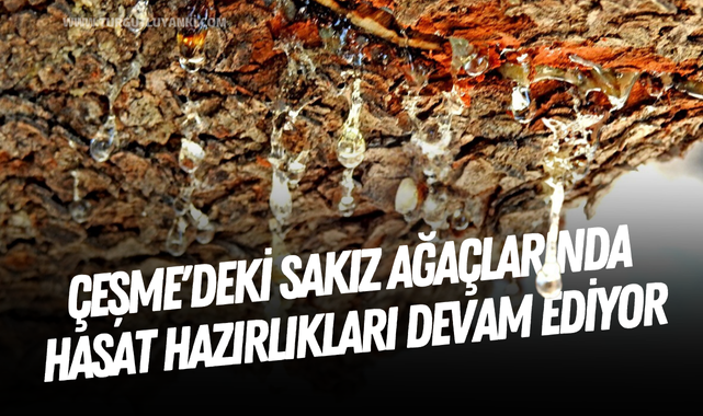 Çeşme'deki sakız ağaçlarında hasat hazırlıkları devam ediyor