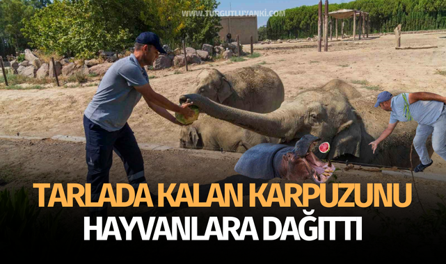 Çiftçi, tarlada kalan karpuzunu hayvanlara dağıttı