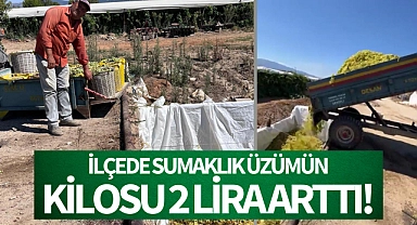 İlçede sumalık üzümün kilosu 2 lira arttı