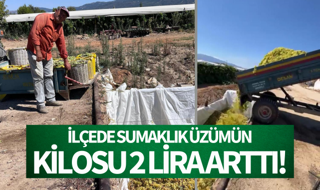 İlçede sumalık üzümün kilosu 2 lira arttı