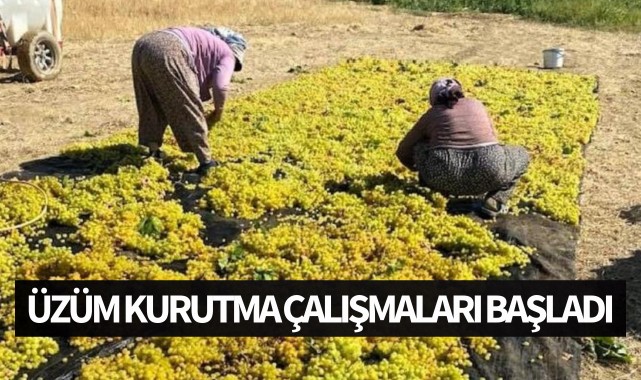 İlçede üzüm kurutma çalışmaları başladı