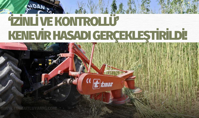 İzinli ve kontrollü kenevir hasadı gerçekleştirildi!