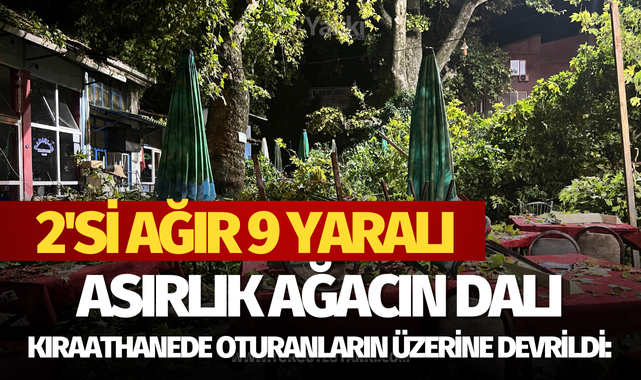 Asırlık ağacın dalı kıraathanede oturanların üzerine devrildi: 2'si ağır 9 yaralı!