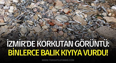 İzmir'de korkutan görüntü: Binlerce balık kıyıya vurdu!