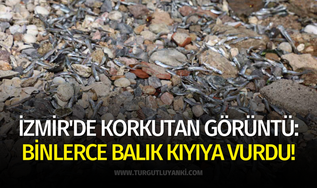 İzmir'de korkutan görüntü: Binlerce balık kıyıya vurdu!