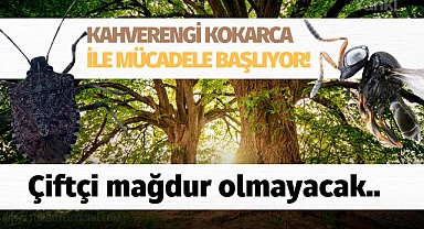 Kahverengi kokarca ile mücadele başlıyor, çiftçi mağdur olmayacak!