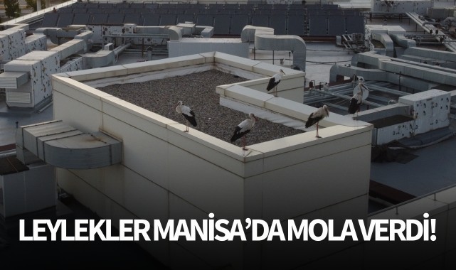 Leylekler Manisa'da mola verdi!