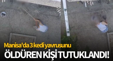 Manisa'da 3 kedi yavrusunu öldüren kişi tutuklandı!