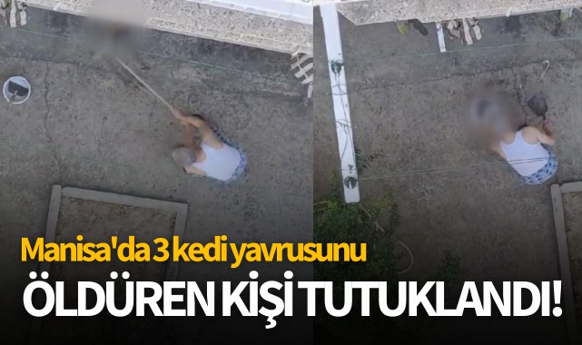 Manisa'da 3 kedi yavrusunu öldüren kişi tutuklandı!