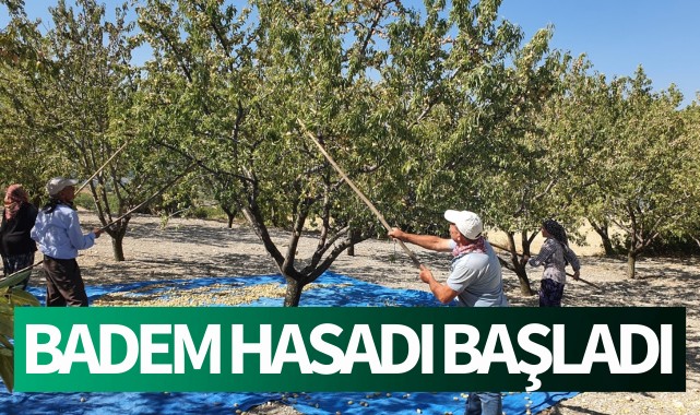 Manisa'da badem hasadı başladı