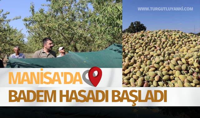 Manisa'da badem hasadı başladı