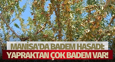 Manisa'da badem hasadı: Yapraktan çok badem var!