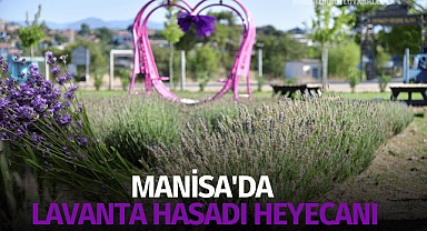 Manisa'da lavanta hasadı heyecanı