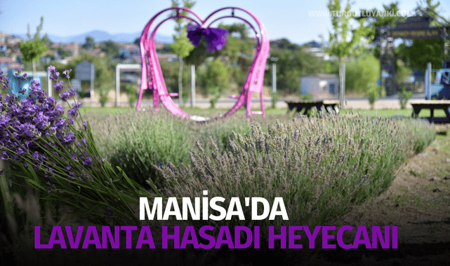 Manisa'da lavanta hasadı heyecanı