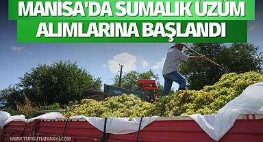 Manisa'da sumalık üzüm alımlarına başlandı