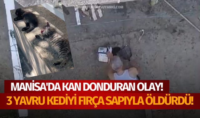 Manisa'da kan donduran olay: 3 yavru kediyi fırça sapıyla öldürdü!