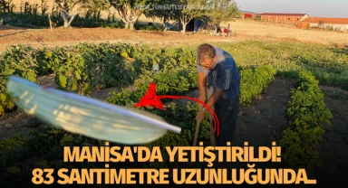 Manisa'da yetiştirildi! 83 santimetre uzunluğunda..