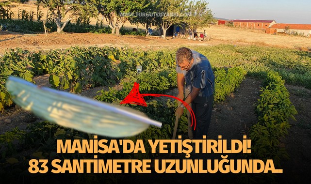 Manisa'da yetiştirildi! 83 santimetre uzunluğunda..