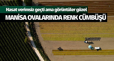 Manisa ovalarında renk cümbüşü