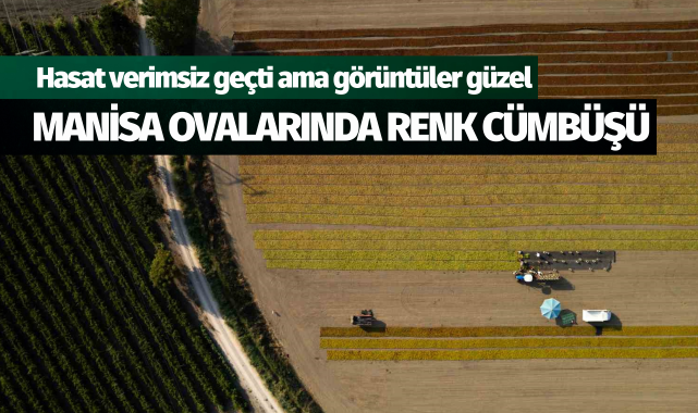 Manisa ovalarında renk cümbüşü