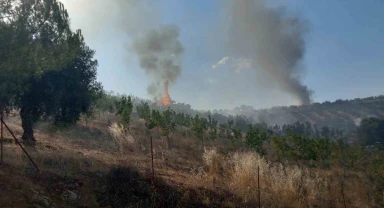 Manisa'da 50 hektar alan kül oldu