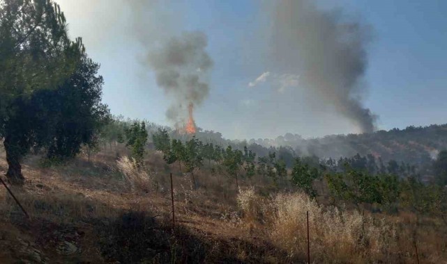 Manisa'da 50 hektar alan kül oldu