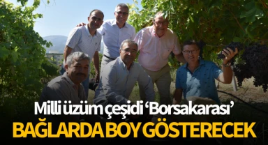 Milli üzüm çeşidi "Borsakarası" bağlarda boy gösterecek