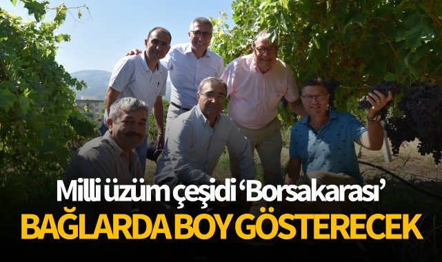 Milli üzüm çeşidi "Borsakarası" bağlarda boy gösterecek