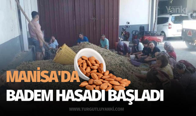 Manisa'da badem hasadı başladı