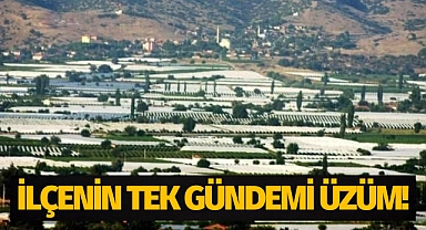 İlçenin tek gündemi üzüm!