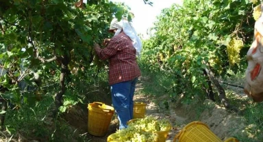 Sarıgöl'de üzüm hasadı sürüyor