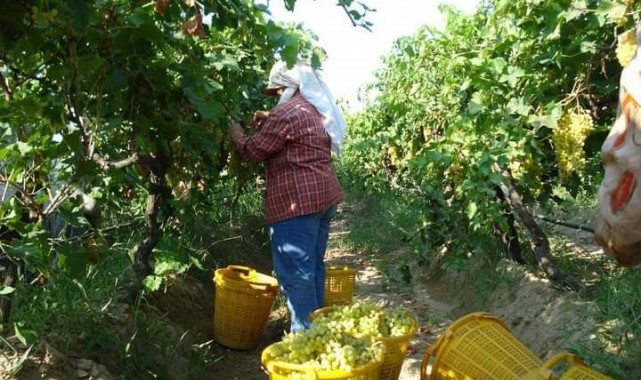 Sarıgöl'de üzüm hasadı sürüyor