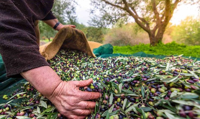 Sofralık zeytin ihracatı 200 milyon dolara koşuyor