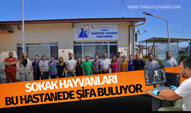 Sokak hayvanları bu hastanede şifa buluyor