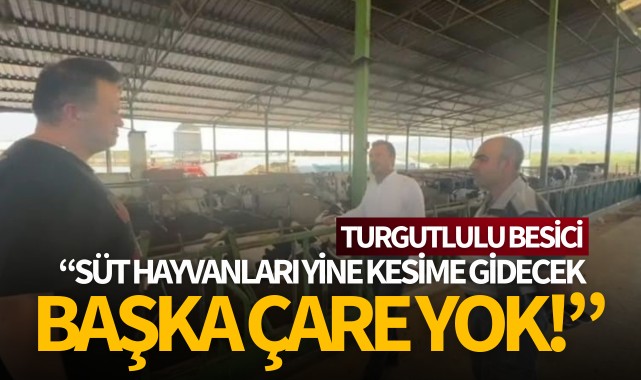 'Süt hayvanları yine kesime gidecek, başka çare yok!'