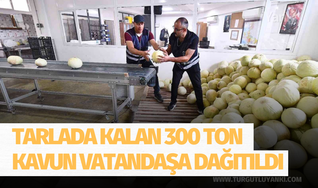 Tarlada kalan 300 ton kavun vatandaşa dağıtıldı