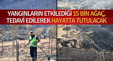 Yangınların etkilediği 15 bin ağaç, tedavi edilerek hayatta tutulacak