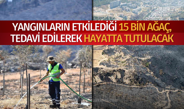 Yangınların etkilediği 15 bin ağaç, tedavi edilerek hayatta tutulacak